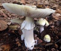 Amanita phalloides image