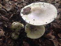 Amanita phalloides image