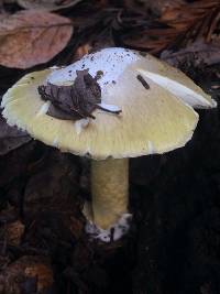 Amanita phalloides image