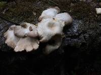 Pleurotus ostreatus image