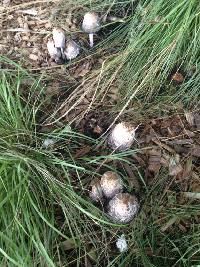 Coprinus comatus image