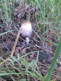 Coprinus comatus image