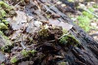 Peltigera nana image