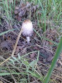 Coprinus comatus image