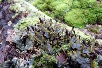 Peltigera nana image