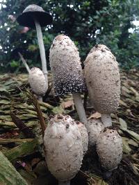 Coprinus comatus image