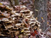 Laetiporus sulphureus image