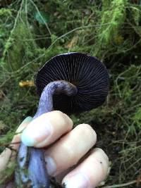 Cortinarius violaceus image