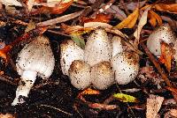 Coprinopsis atramentaria image