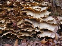 Laetiporus sulphureus image