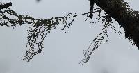 Ramalina menziesii image