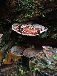 Fomitopsis cajanderi image