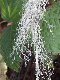 Ramalina menziesii image