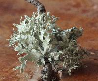 Ramalina canariensis image