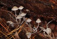 Mycena amicta image