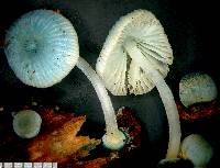 Mycena interrupta image