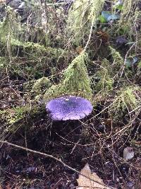 Cortinarius violaceus image