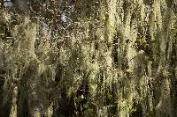 Ramalina menziesii image