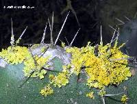 Xanthoria parietina var. parietina image