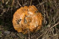 Paxillus involutus image