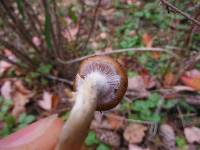 Psilocybe ovoideocystidiata image