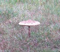 Macrolepiota procera var. procera image