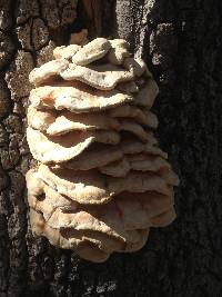 Laetiporus gilbertsonii image