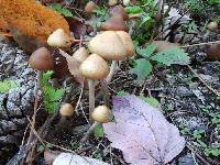 Psilocybe ovoideocystidiata image