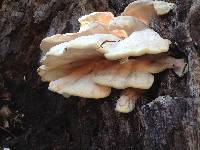 Laetiporus gilbertsonii image