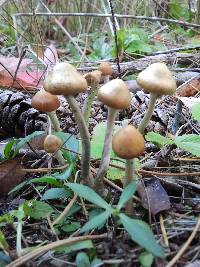 Psilocybe ovoideocystidiata image