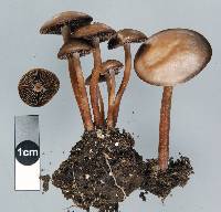 Panaeolus cinctulus image