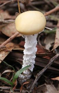 Stropharia ambigua image