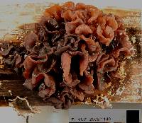 Tremella foliacea image