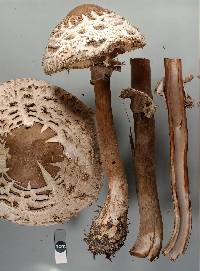 Chlorophyllum rhacodes image