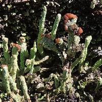 Cladonia subcariosa image