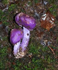 Cortinarius porphyroideus image