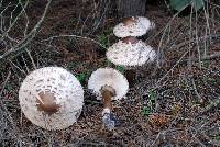 Chlorophyllum rhacodes image