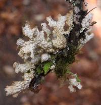 Lobaria pulmonaria image