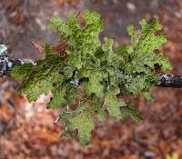 Lobaria pulmonaria image