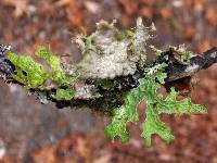 Lobaria pulmonaria image