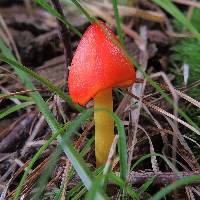 Hygrocybe conica image