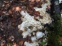 Lobaria pulmonaria image