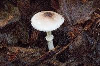 Leucoagaricus rubrotinctus image