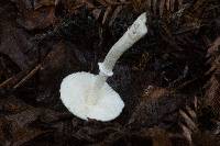 Leucoagaricus rubrotinctus image