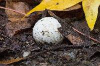 Lycoperdon perlatum image