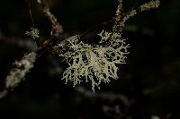 Evernia prunastri image