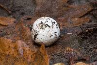 Lycoperdon perlatum image