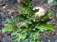 Lobaria pulmonaria image