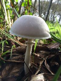 Leucoagaricus leucothites image