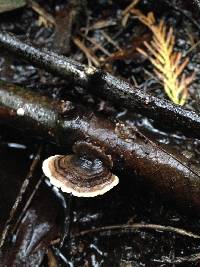 Trametes versicolor image